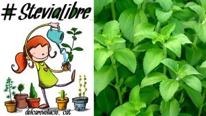 stevia-libre